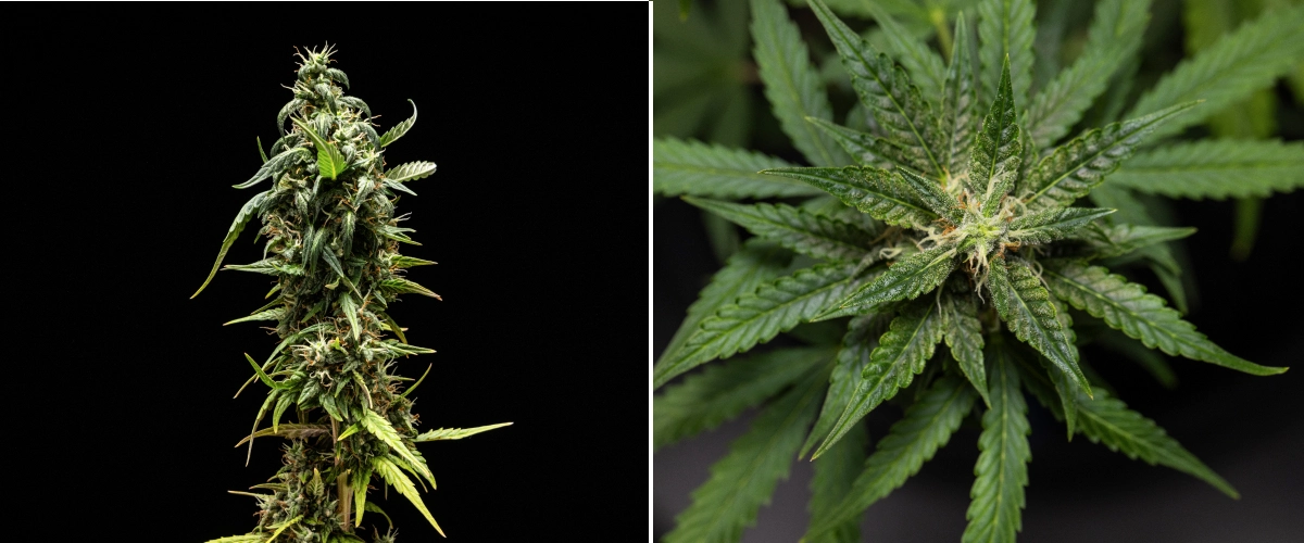 Konopná rostlina NYC Sour Diesel Auto v 8. týdnu kvetení s mléčnými trichomy, kompaktními aromatickými květy, silnou produkcí pryskyřice a mírně méně zralou horní colou těsně před sklizní