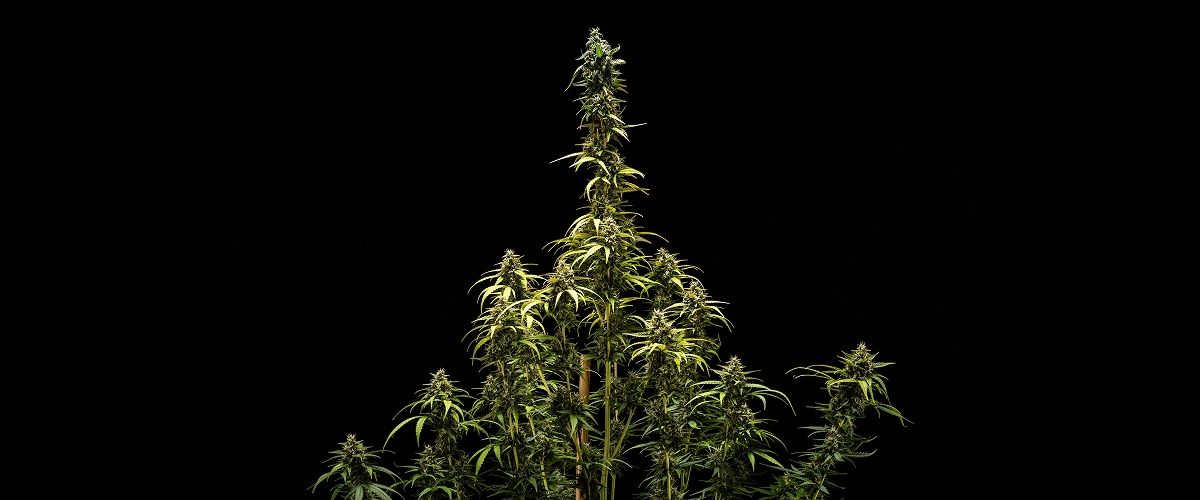 Eindresultaten van NYC Sour Diesel Auto