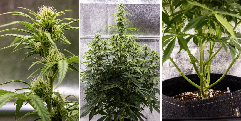 Rostlina konopí Pink Mist Auto během 5. až 7. týdne kvetení s vyvíjejícími se květy s bílými pestíky, bujným růstem do výšky a prořezanými spodními větvemi.