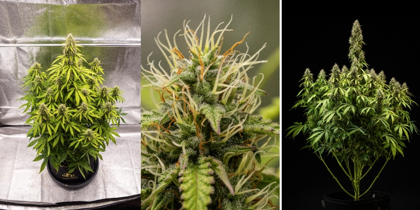 Rostlina konopí Pink Mist Auto během 8. až 11. týdne kvetení s hustými květy pokrytými trichomy, oranžovými pestíky, žloutnoucími listy a zralými květy připravenými ke sklizni.