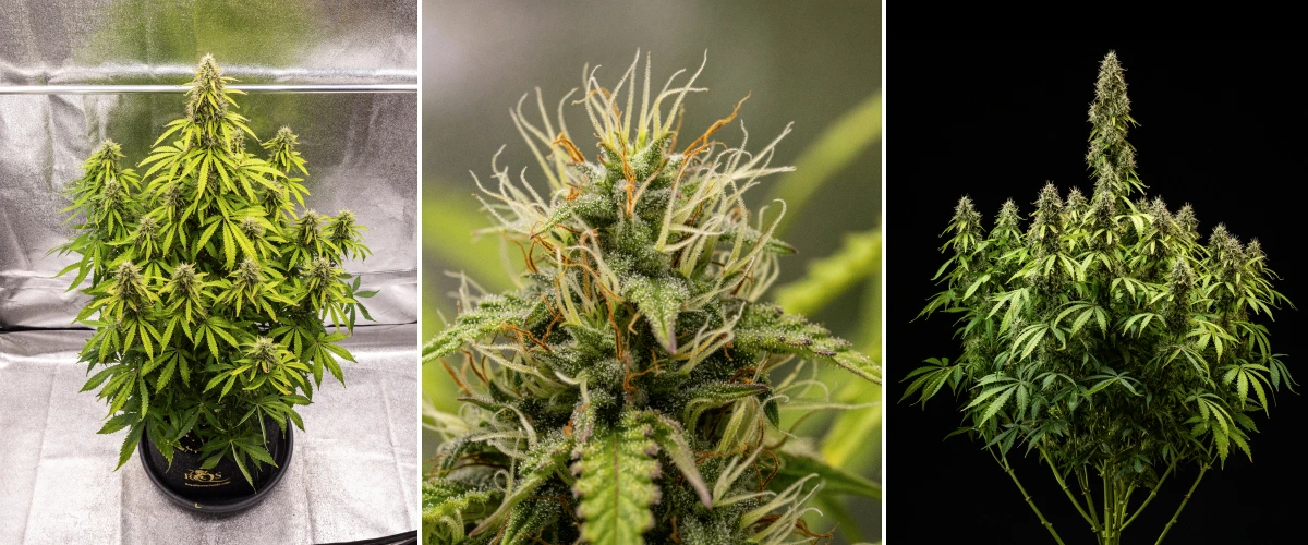 Rostlina konopí Pink Mist Auto během 8. až 11. týdne kvetení s hustými květy pokrytými trichomy, oranžovými pestíky, žloutnoucími listy a zralými květy připravenými ke sklizni.
