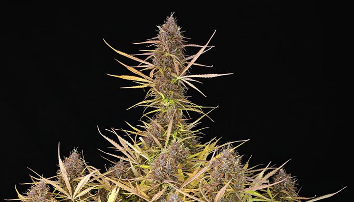 Purpe Queen