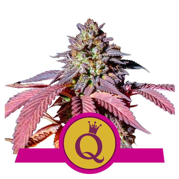 Buy CBD Oil Capsules Buy CBD Oil Capsules