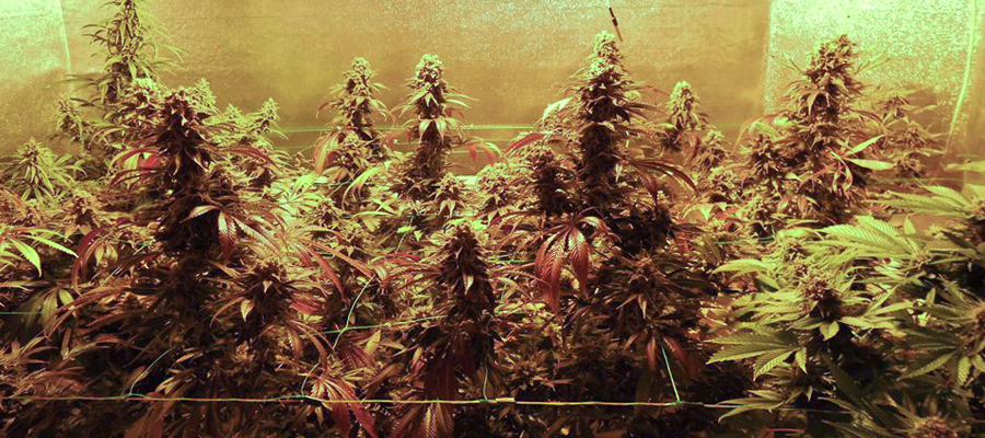 Royal Moby konopí 420 rqs marihuany semena Royal Moby konopí 420 rqs marihuany semena