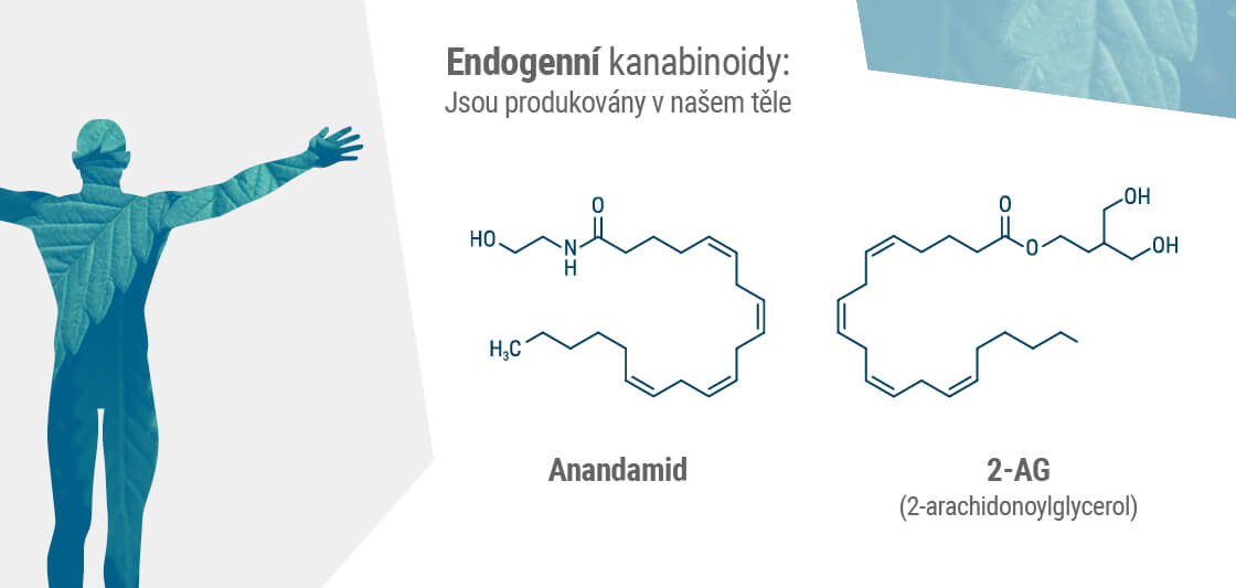 Dva hlavní endokanabinoidy v našem těle jsou anandamid a 2-AG.