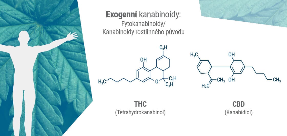 Fytokanabinoidy mají často velice podobnou molekulární strukturu s našimi endokanabinoidy