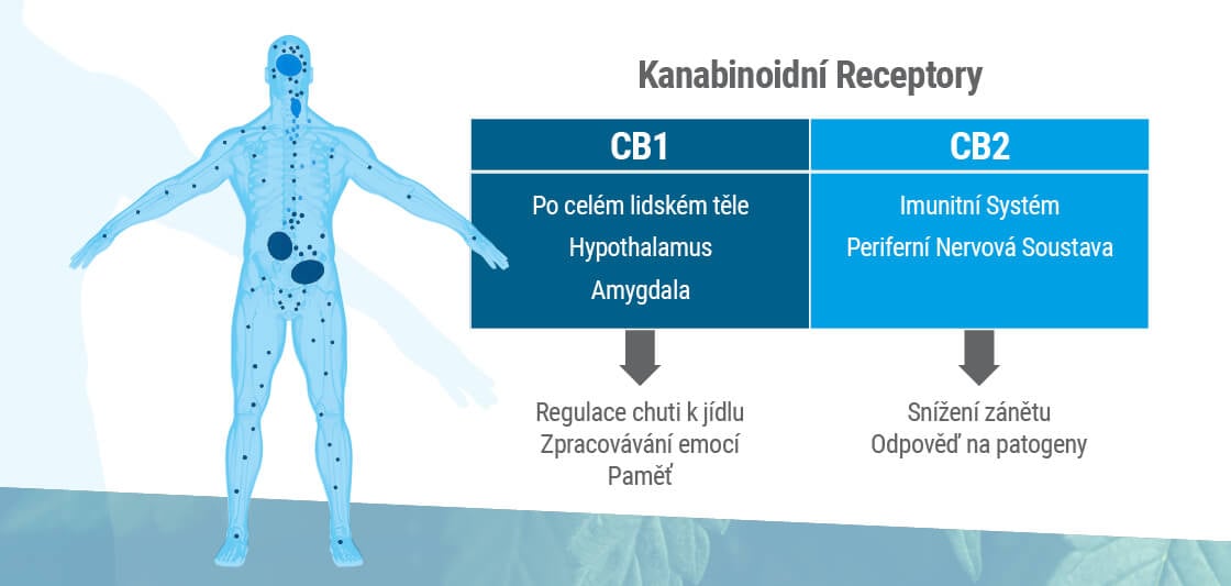 Endokanabinoidní systém se skládá ze dvou hlavních receptorů: CB1 a CB2