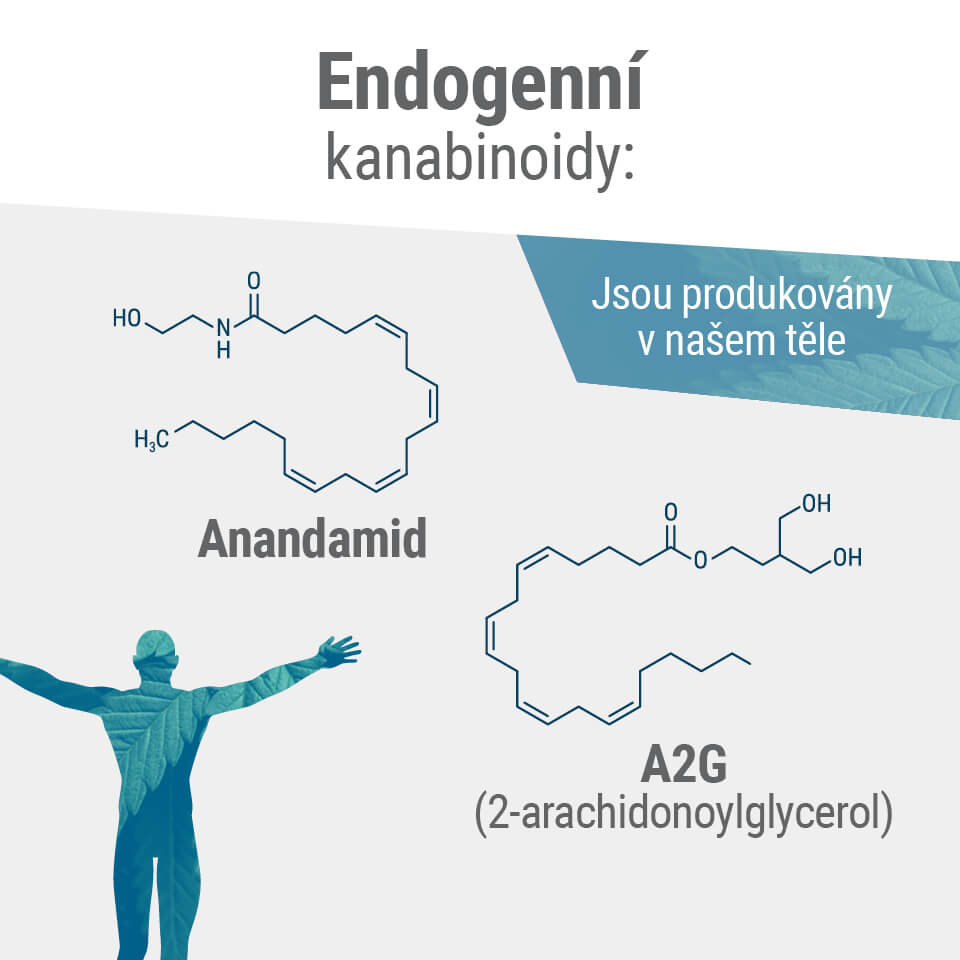 Dva hlavní endokanabinoidy v našem těle jsou anandamid a 2-AG.