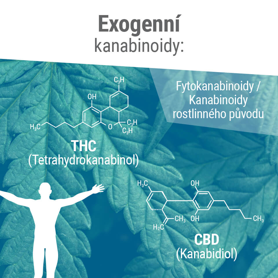 Fytokanabinoidy mají často velice podobnou molekulární strukturu s našimi endokanabinoidy