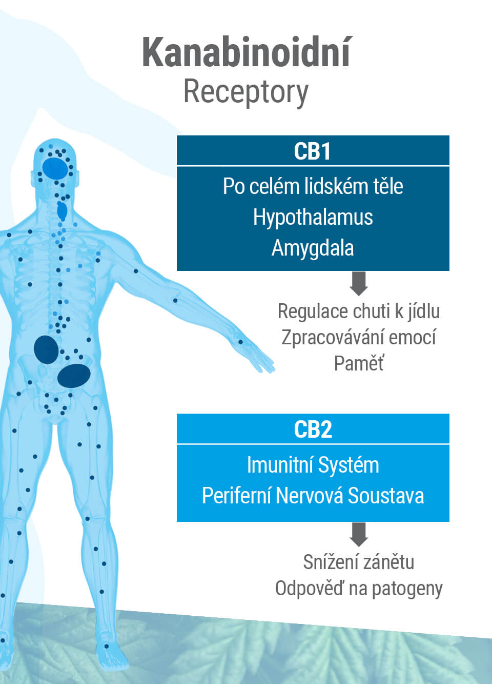 Endokanabinoidní systém se skládá ze dvou hlavních receptorů: CB1 a CB2