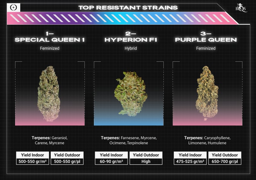 Top RQS High CBD Strains