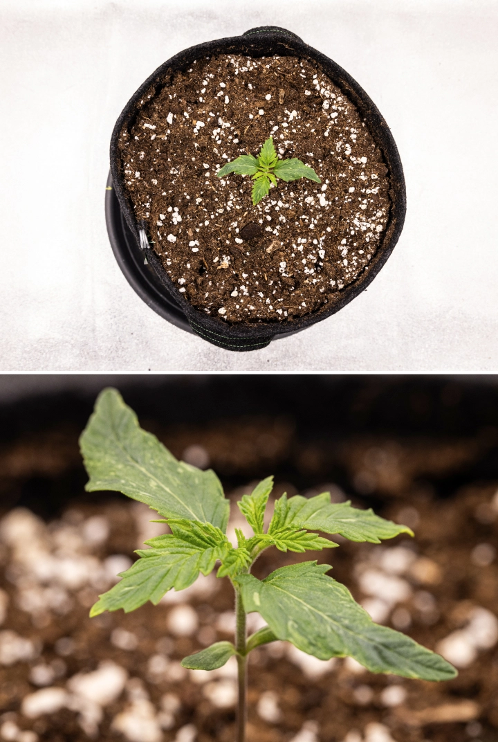 Grow report Royal Creamatic: 1. týden, růst sazenice Sazenice konopí Royal Creamatic v 1. týdnu, s raným růstem, zelenými listy, mírnou deformací listů a půdou bohatou na perlit.