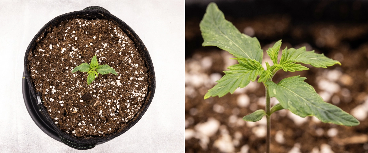 Grow report Royal Creamatic: 1. týden, růst sazenice Sazenice konopí Royal Creamatic v 1. týdnu, s raným růstem, zelenými listy, mírnou deformací listů a půdou bohatou na perlit.