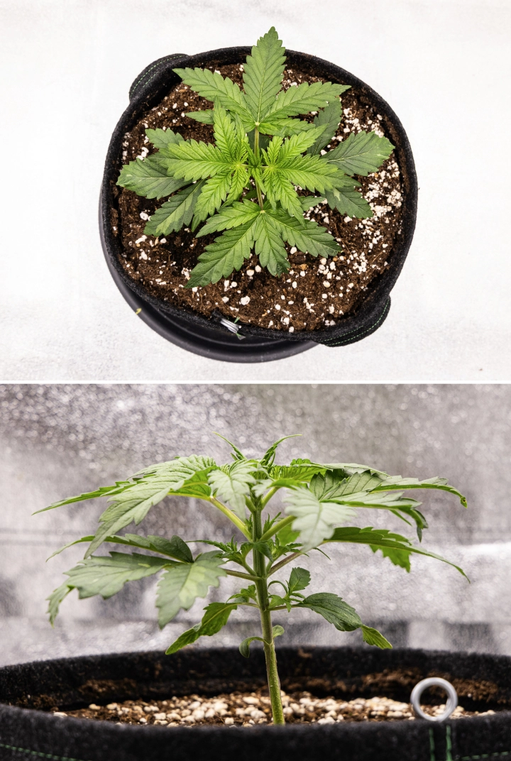 Grow report Royal Creamatic: 2. týden, vegetativní růst Rostlina konopí Royal Creamatic ve 2. týdnu, s kompaktním vegetativním růstem, zdravými zelenými listy, krátkými internodii a půdou bohatou na perlit.