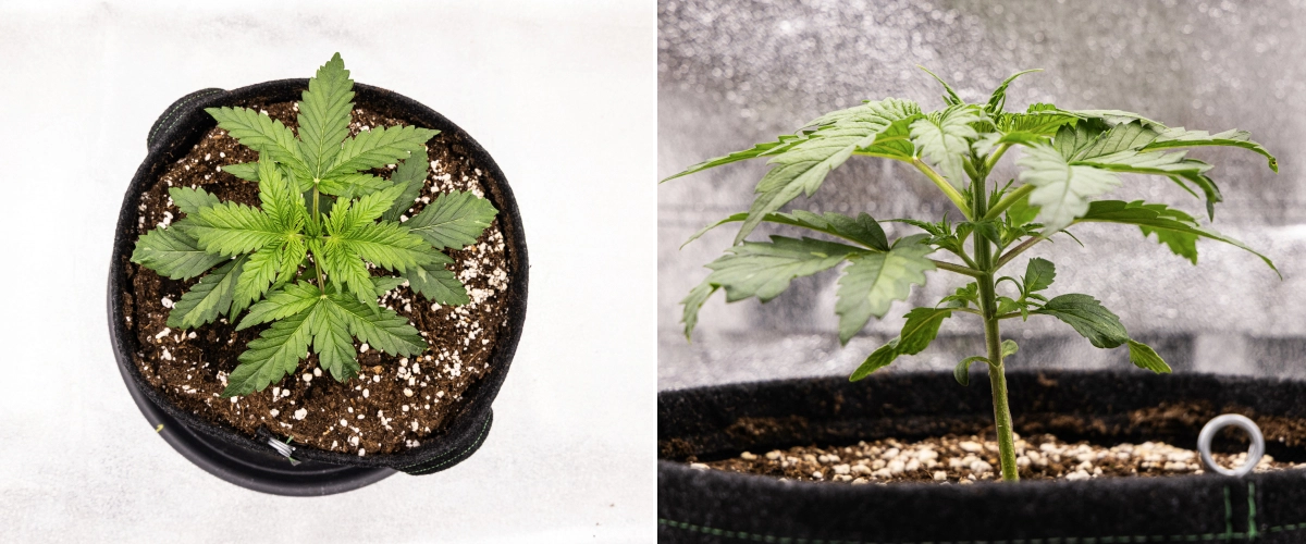 Grow report Royal Creamatic: 2. týden, vegetativní růst Rostlina konopí Royal Creamatic ve 2. týdnu, s kompaktním vegetativním růstem, zdravými zelenými listy, krátkými internodii a půdou bohatou na perlit.