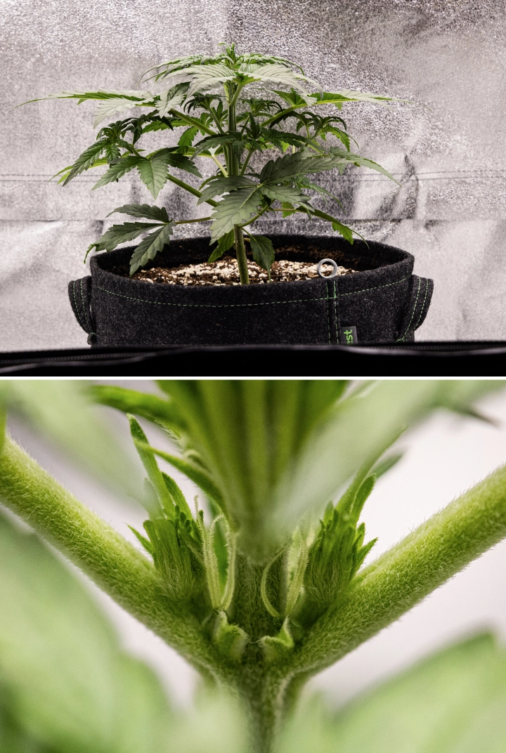 Grow report Royal Creamatic: 3. týden, růst v předkvětu Rostlina konopí Royal Creamatic ve 3. týdnu, s kompaktním růstem, zdravým olistěním, viditelnými předkvěty a silným mladým stonkem.