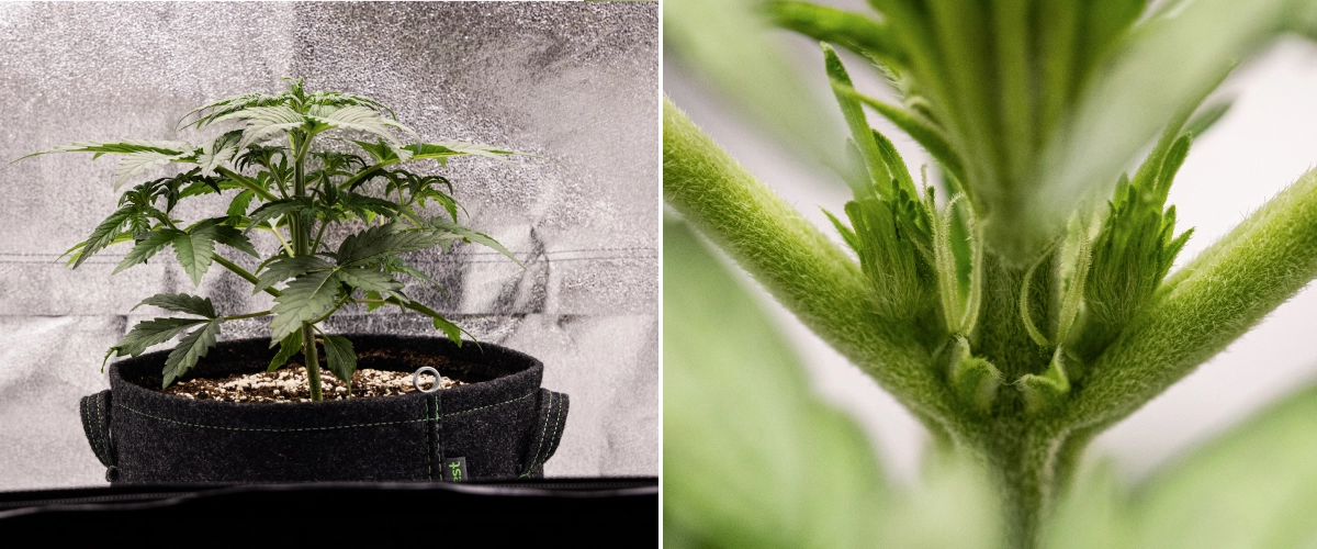 Grow report Royal Creamatic: 3. týden, růst v předkvětu Rostlina konopí Royal Creamatic ve 3. týdnu, s kompaktním růstem, zdravým olistěním, viditelnými předkvěty a silným mladým stonkem.