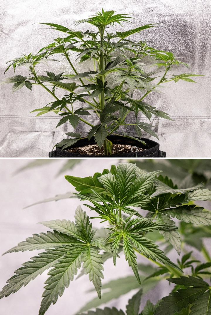 Grow report Royal Creamatic: 4. týden, začátek kvetení Rostlina konopí Royal Creamatic ve 4. týdnu, se začátkem kvetení, zdravým zeleným olistěním, čerstvými pestíky a silným vývojem větví.