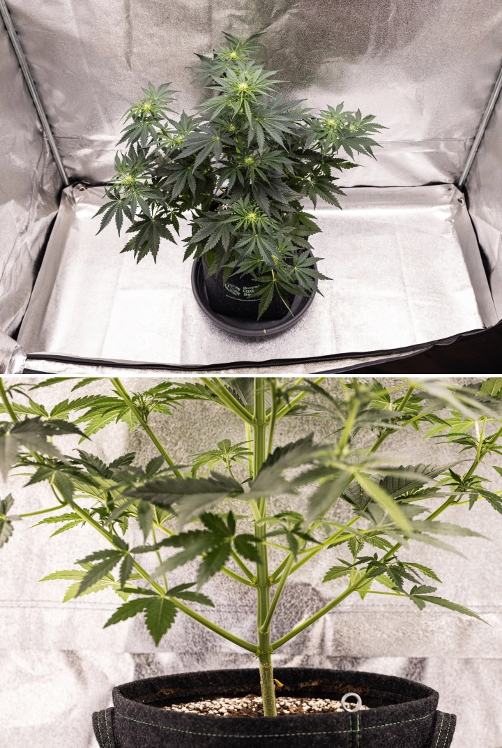 Grow report Royal Creamatic: 5. týden, vývoj květů Rostlina konopí Royal Creamatic v 5. týdnu, s vyvíjejícími se květy, zdravým zeleným olistěním, silnými větvemi a vyváženou květovou strukturou.