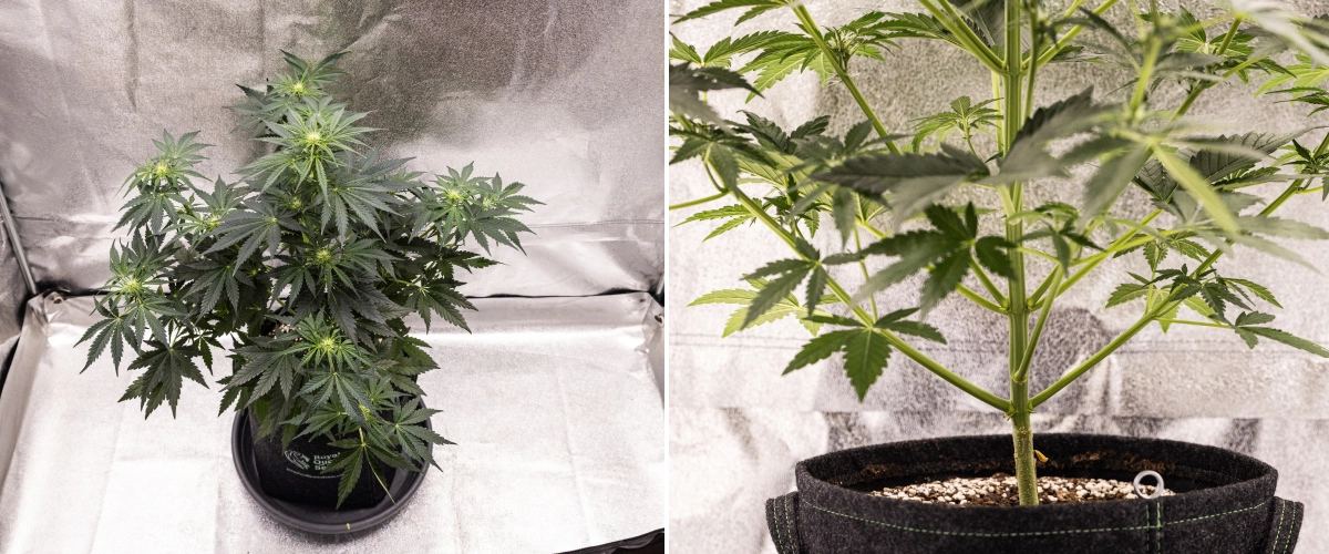 Grow report Royal Creamatic: 5. týden, vývoj květů Rostlina konopí Royal Creamatic v 5. týdnu, s vyvíjejícími se květy, zdravým zeleným olistěním, silnými větvemi a vyváženou květovou strukturou.