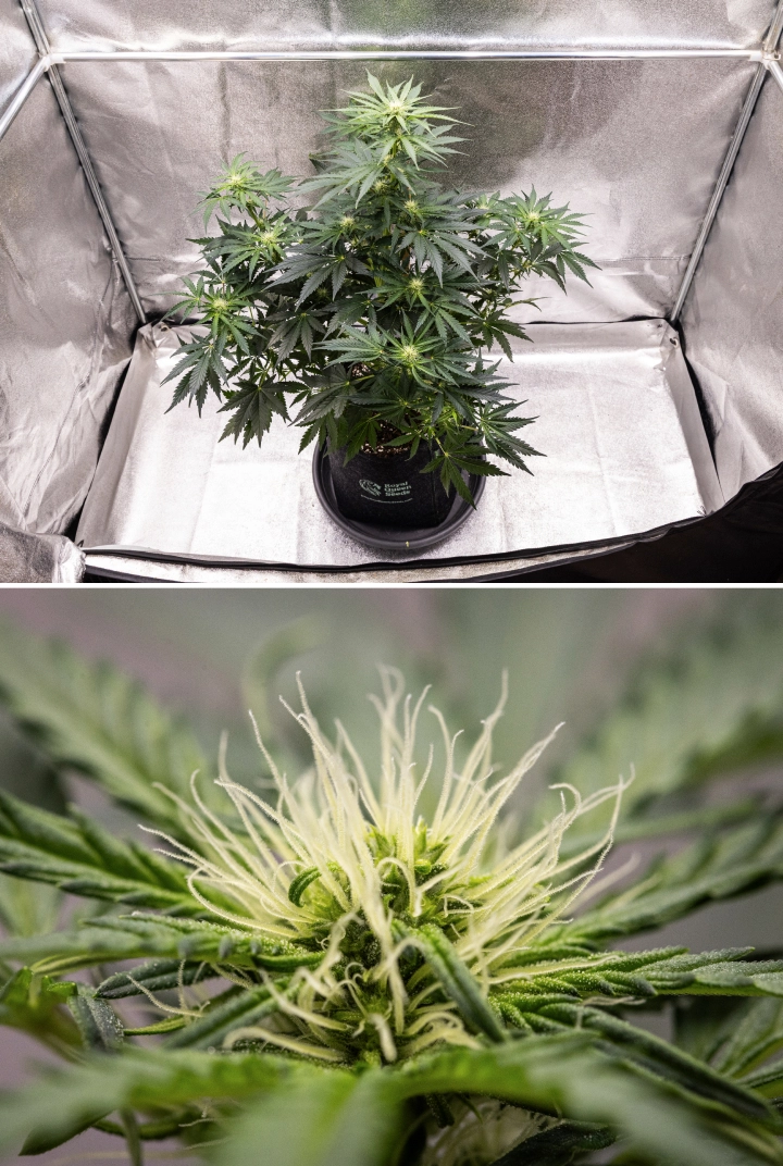 Grow report Royal Creamatic: 6. týden, produkce pryskyřice Rostlina konopí Royal Creamatic v 6. týdnu, s pryskyřičnými květy, bílými pestíky, zdravým olistěním a výraznou hlavní kolou.