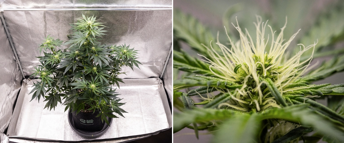 Grow report Royal Creamatic: 6. týden, produkce pryskyřice Rostlina konopí Royal Creamatic v 6. týdnu, s pryskyřičnými květy, bílými pestíky, zdravým olistěním a výraznou hlavní kolou.