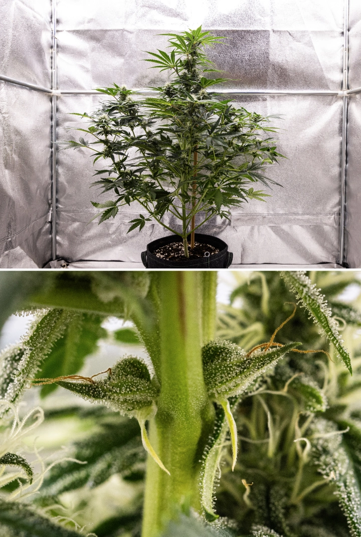 Grow report Royal Creamatic: 7. týden, silná produkce trichomů Rostlina konopí Royal Creamatic v 7. týdnu, s ojíněnými květy, silnou vrstvou trichomů, bílými pestíky a zdravým zeleným olistěním.