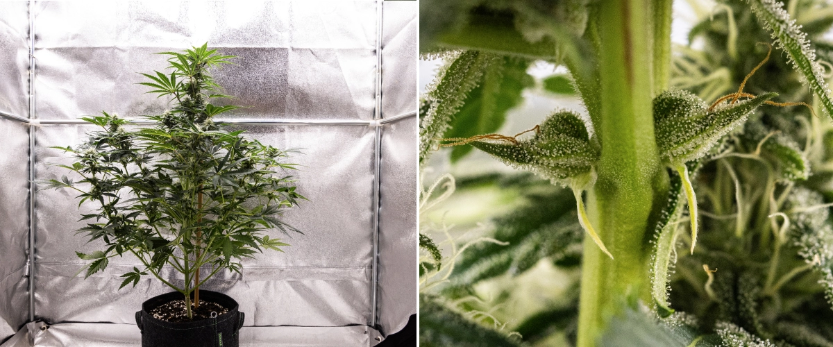 Grow report Royal Creamatic: 7. týden, silná produkce trichomů Rostlina konopí Royal Creamatic v 7. týdnu, s ojíněnými květy, silnou vrstvou trichomů, bílými pestíky a zdravým zeleným olistěním.