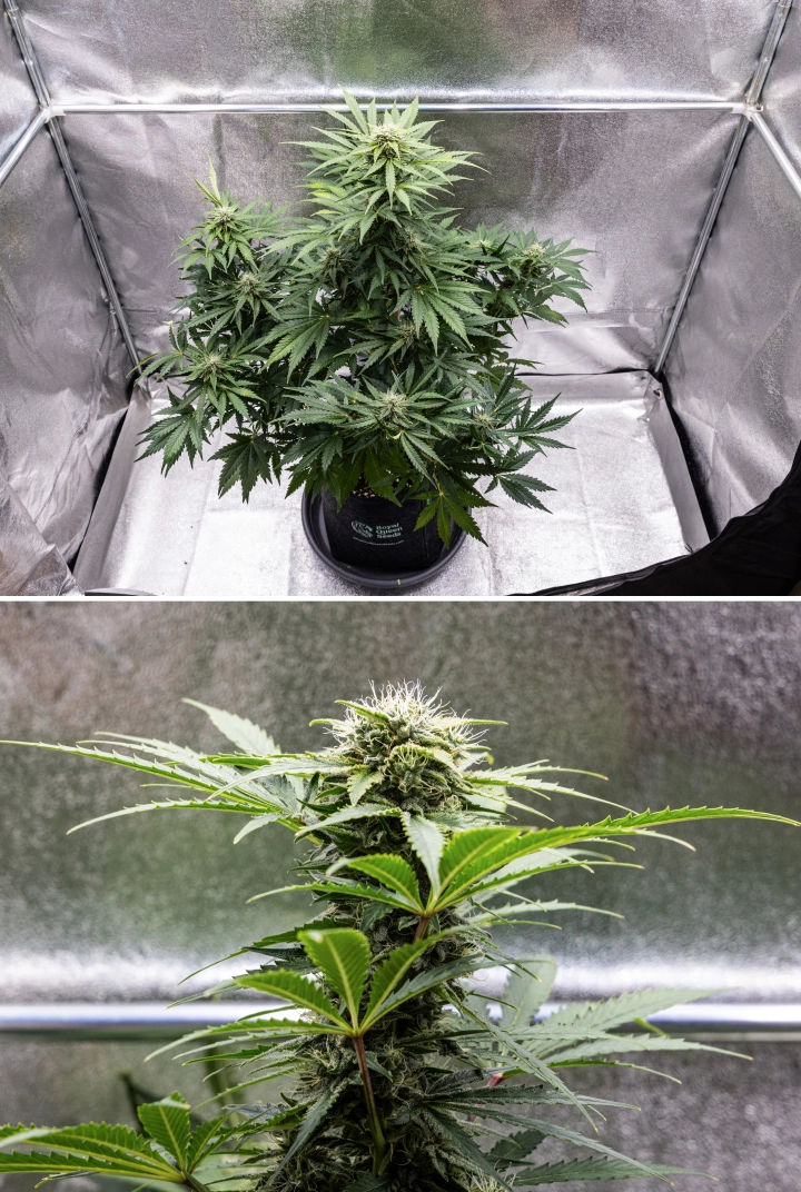 Grow report Royal Creamatic: 8. týden, husté lepkavé květy Rostlina konopí Royal Creamatic v 8. týdnu, s hustými lepkavými květy, ojíněnými trichomy, bílými pestíky a zdravými zelenými listy.