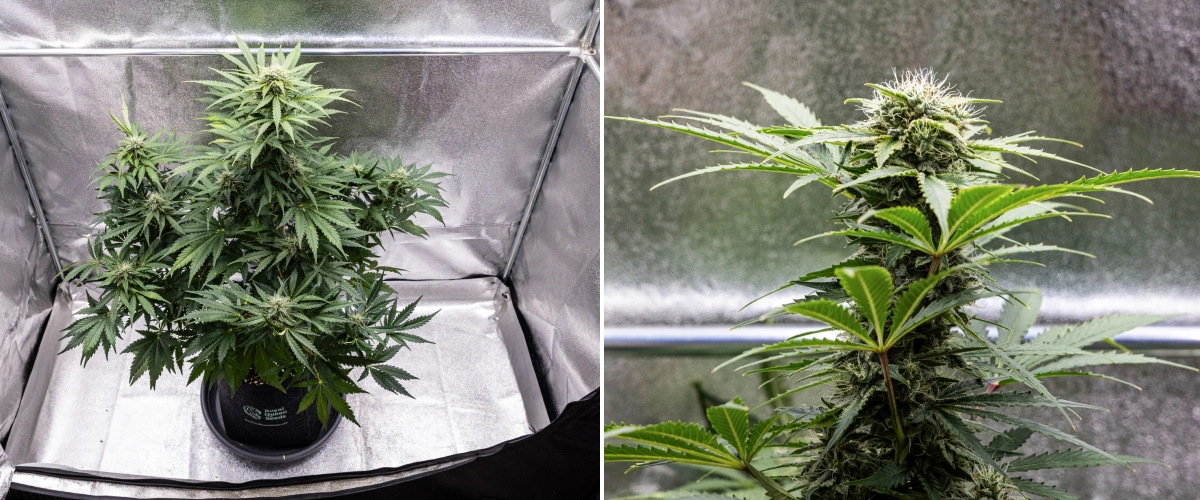 Grow report Royal Creamatic: 8. týden, husté lepkavé květy Rostlina konopí Royal Creamatic v 8. týdnu, s hustými lepkavými květy, ojíněnými trichomy, bílými pestíky a zdravými zelenými listy.