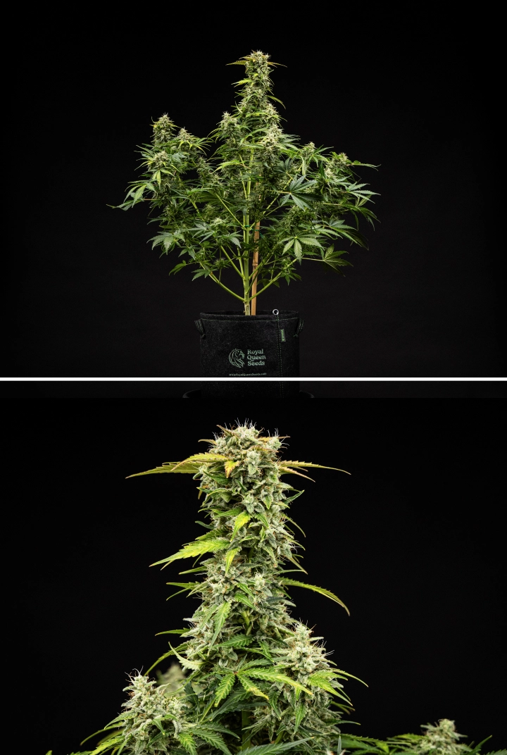Grow report Royal Creamatic: 9. týden, květy připravené ke sklizni Rostlina konopí Royal Creamatic v 9. týdnu, s květy připravenými ke sklizni, ojíněnými trichomy, bílými pestíky a silnou hlavní kolou.