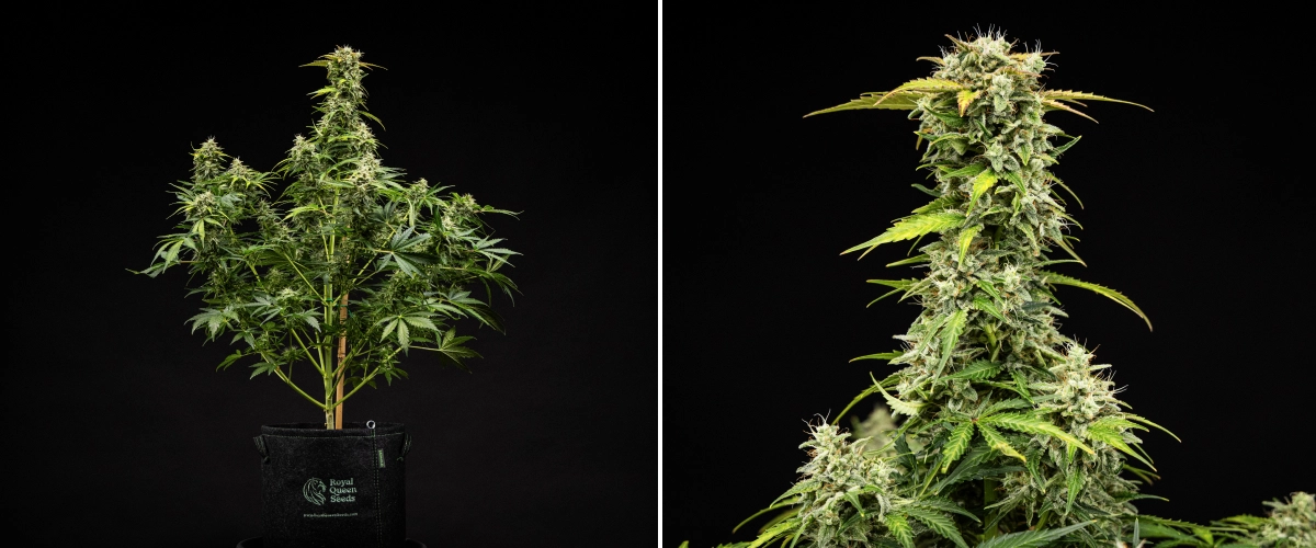 Grow report Royal Creamatic: 9. týden, květy připravené ke sklizni Rostlina konopí Royal Creamatic v 9. týdnu, s květy připravenými ke sklizni, ojíněnými trichomy, bílými pestíky a silnou hlavní kolou.