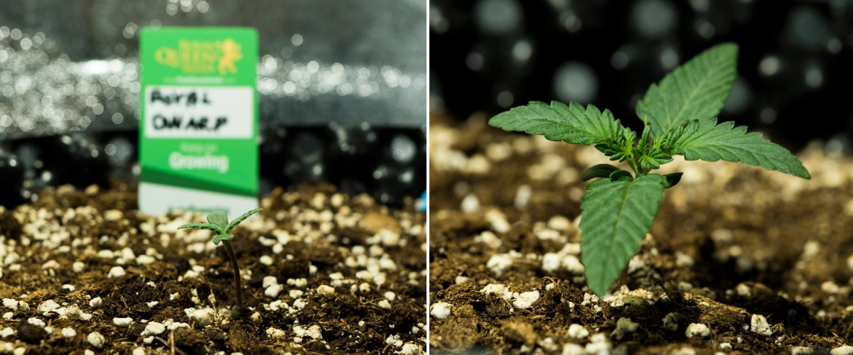Grow report Royal Dwarf: 1. týden, fáze sazenice Sazenice konopí Royal Dwarf v 1. týdnu, ukazující raný růst, zelené listy, půdu bohatou na perlit a balení Royal Queen Seeds.