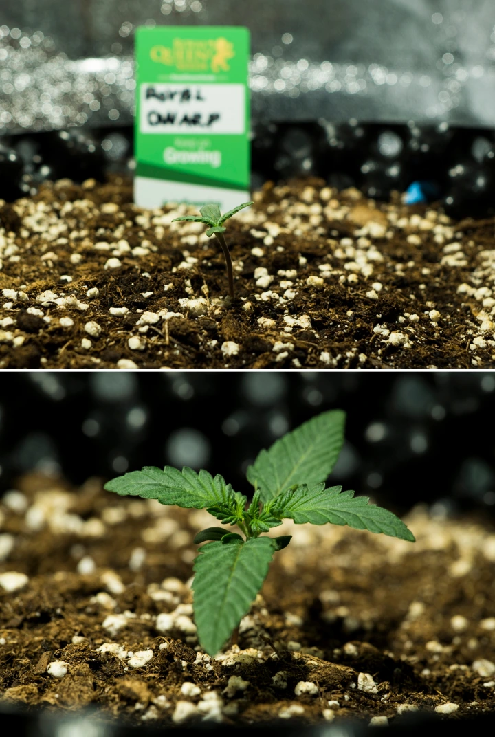 Grow report Royal Dwarf: 1. týden, fáze sazenice Sazenice konopí Royal Dwarf v 1. týdnu, ukazující raný růst, zelené listy, půdu bohatou na perlit a balení Royal Queen Seeds.