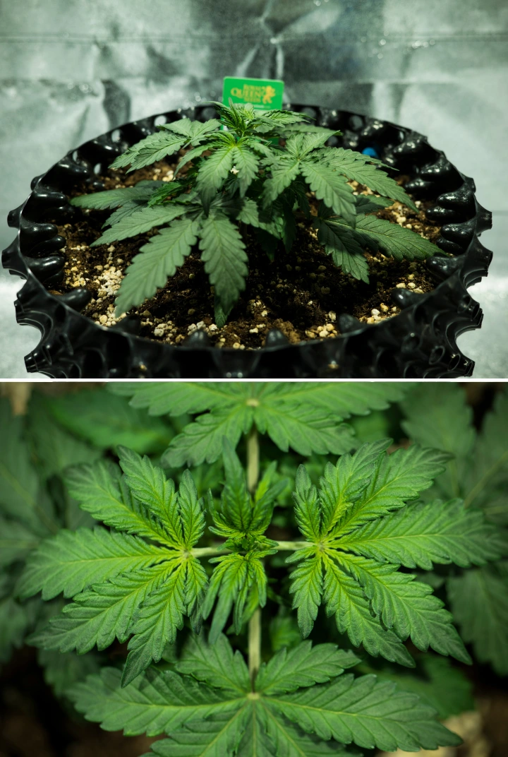 Grow report Royal Dwarf: 2. týden, vegetativní růst Rostlina konopí Royal Dwarf ve 2. týdnu, ukazující kompaktní vegetativní růst, zdravé zelené listy, krátká internodia a půdu bohatou na perlit.