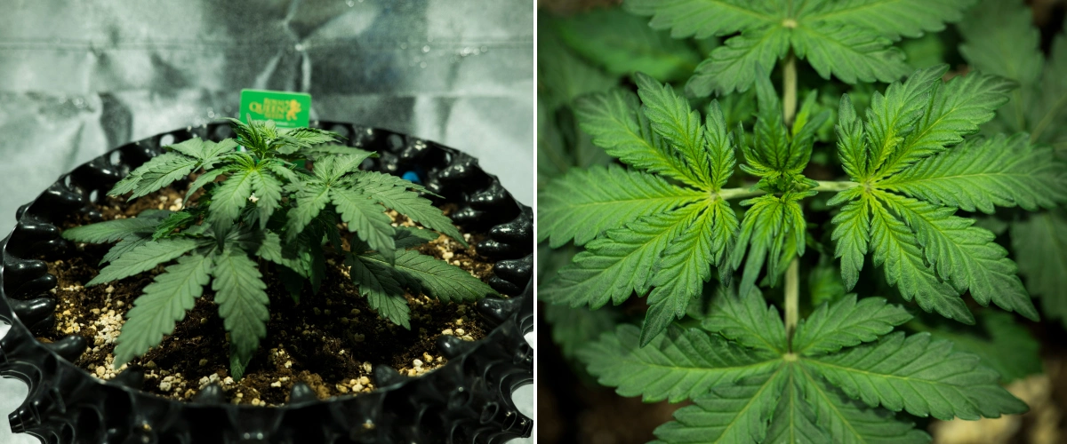 Grow report Royal Dwarf: 2. týden, vegetativní růst Rostlina konopí Royal Dwarf ve 2. týdnu, ukazující kompaktní vegetativní růst, zdravé zelené listy, krátká internodia a půdu bohatou na perlit.
