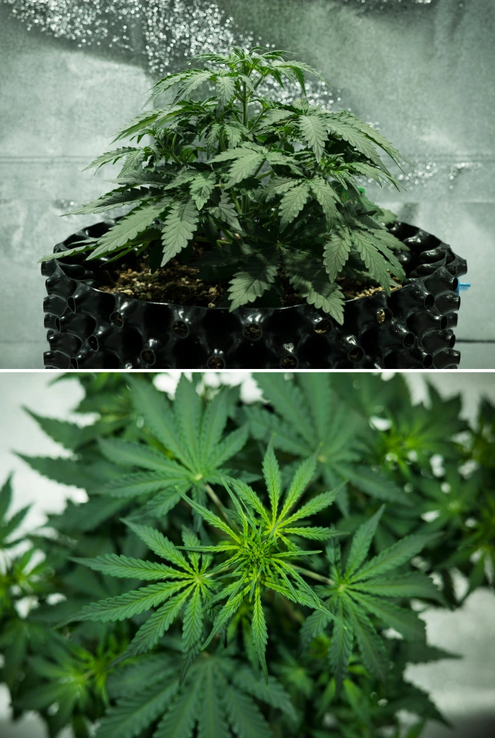Grow report Royal Dwarf: 3. týden, růstový spurt Rostlina konopí Royal Dwarf ve 3. týdnu, ukazující kompaktní listnatý růst, rané známky kvetení, zdravé zelené olistění a květináč AirPot.