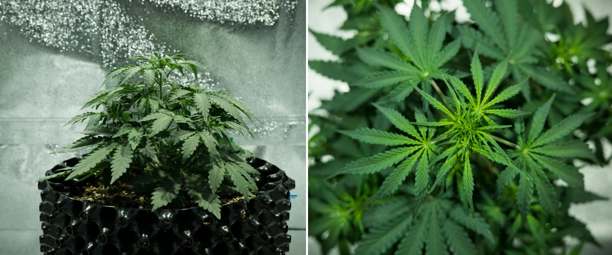 Grow report Royal Dwarf: 3. týden, růstový spurt Rostlina konopí Royal Dwarf ve 3. týdnu, ukazující kompaktní listnatý růst, rané známky kvetení, zdravé zelené olistění a květináč AirPot.