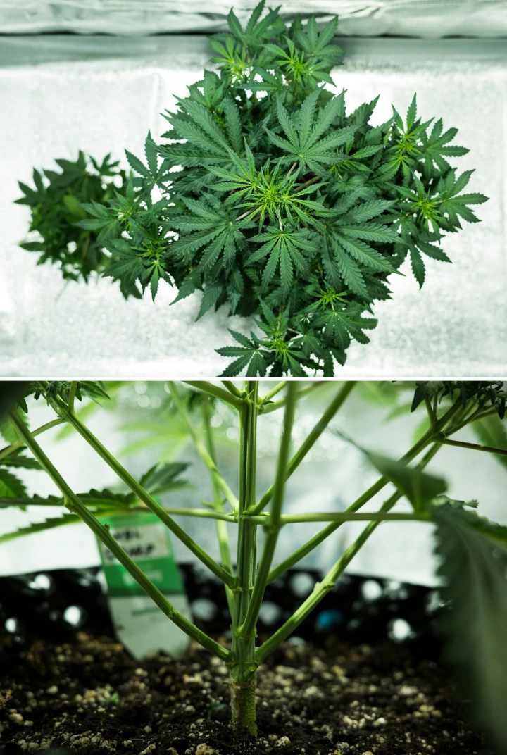 Grow report Royal Dwarf: 4. týden, rané kvetení Rostlina konopí Royal Dwarf ve 4. týdnu, ukazující rané kvetení, zdravé zelené olistění, silnou strukturu větví a pevný hlavní stonek.