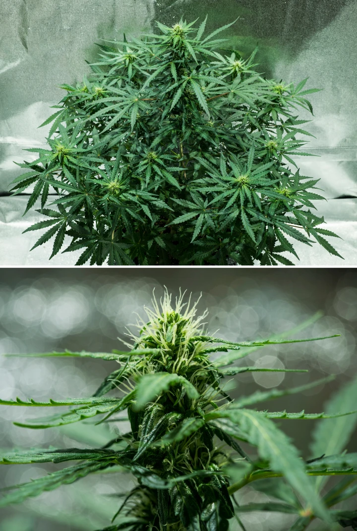 Grow report Royal Dwarf: 5. týden, vývoj květů Rostlina konopí Royal Dwarf v 5. týdnu, ukazující vyvíjející se květy, bílé pestíky, zdravé zelené olistění a kompaktní květovou strukturu.