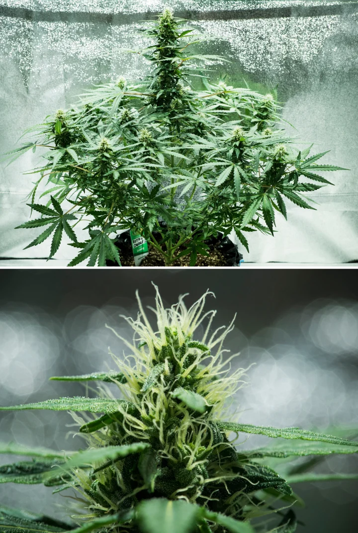Grow report Royal Dwarf: 6. týden, produkce pryskyřice Rostlina konopí Royal Dwarf v 6. týdnu, ukazující pryskyřičné květy, bílé pestíky, zdravé olistění a vysokou hlavní kolu.