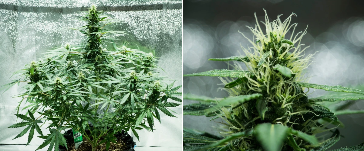 Grow report Royal Dwarf: 6. týden, produkce pryskyřice Rostlina konopí Royal Dwarf v 6. týdnu, ukazující pryskyřičné květy, bílé pestíky, zdravé olistění a vysokou hlavní kolu.