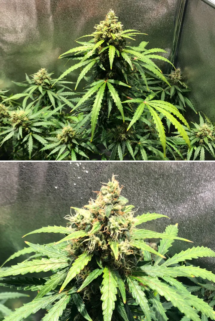 Grow report Royal Dwarf: 8. týden, pozdní kvetení Rostlina konopí Royal Dwarf v 8. týdnu, ukazující květy v pozdní fázi kvetení, oranžové pestíky, pryskyřičné květy a zdravé zelené olistění.