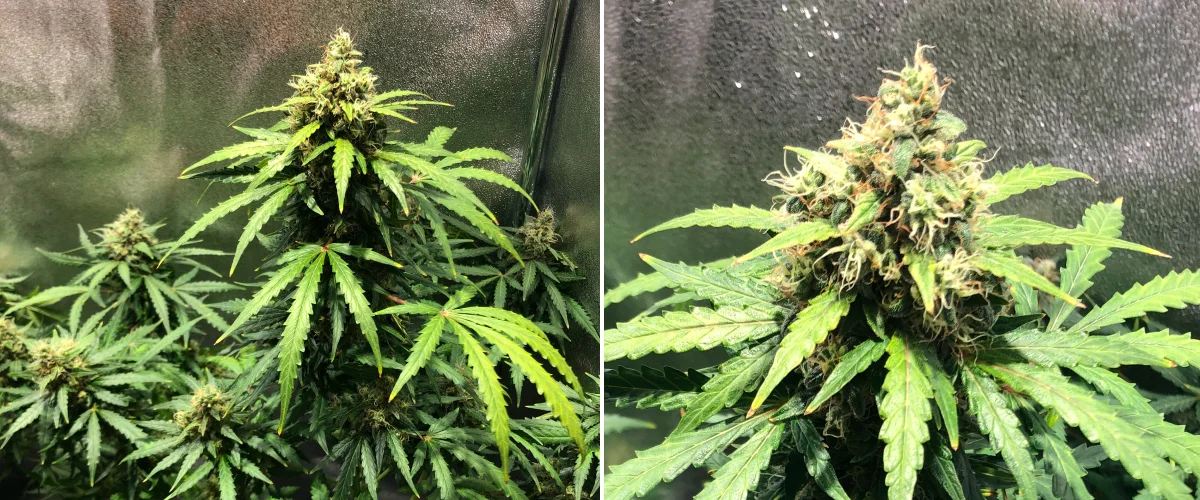 Grow report Royal Dwarf: 8. týden, pozdní kvetení Rostlina konopí Royal Dwarf v 8. týdnu, ukazující květy v pozdní fázi kvetení, oranžové pestíky, pryskyřičné květy a zdravé zelené olistění.