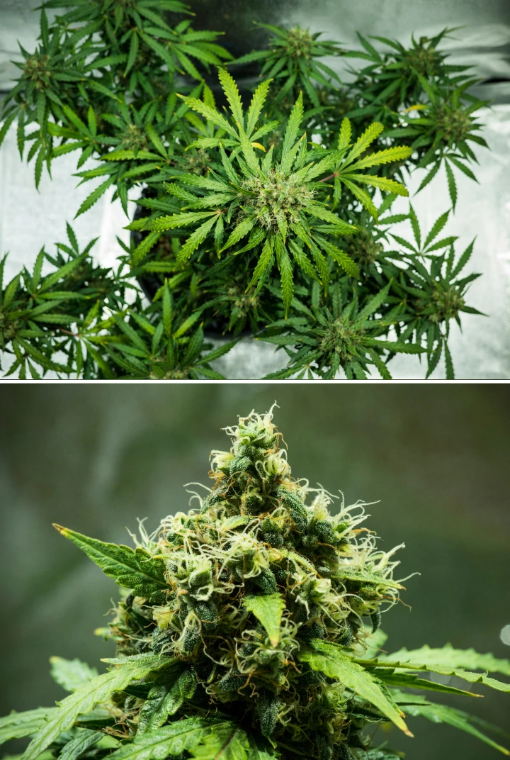Grow report Royal Dwarf: 9. týden, květy připravené ke sklizni Rostlina konopí Royal Dwarf v 9. týdnu, ukazující květy připravené ke sklizni, husté pryskyřičné květy, oranžové pestíky a zdravé zelené olistění.