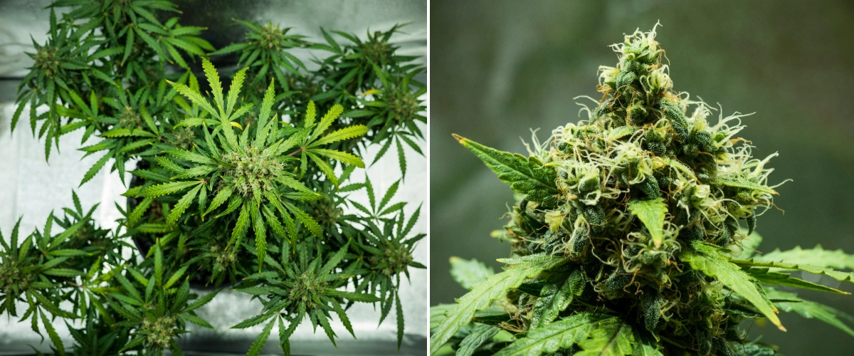 Grow report Royal Dwarf: 9. týden, květy připravené ke sklizni Rostlina konopí Royal Dwarf v 9. týdnu, ukazující květy připravené ke sklizni, husté pryskyřičné květy, oranžové pestíky a zdravé zelené olistění.