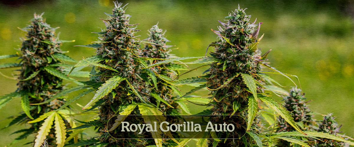 Royal Gorilla Auto Royal Gorilla Auto