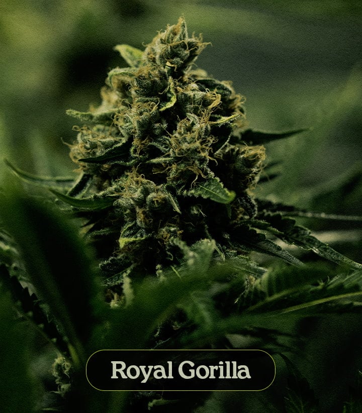 Royal Gorilla Royal Gorilla