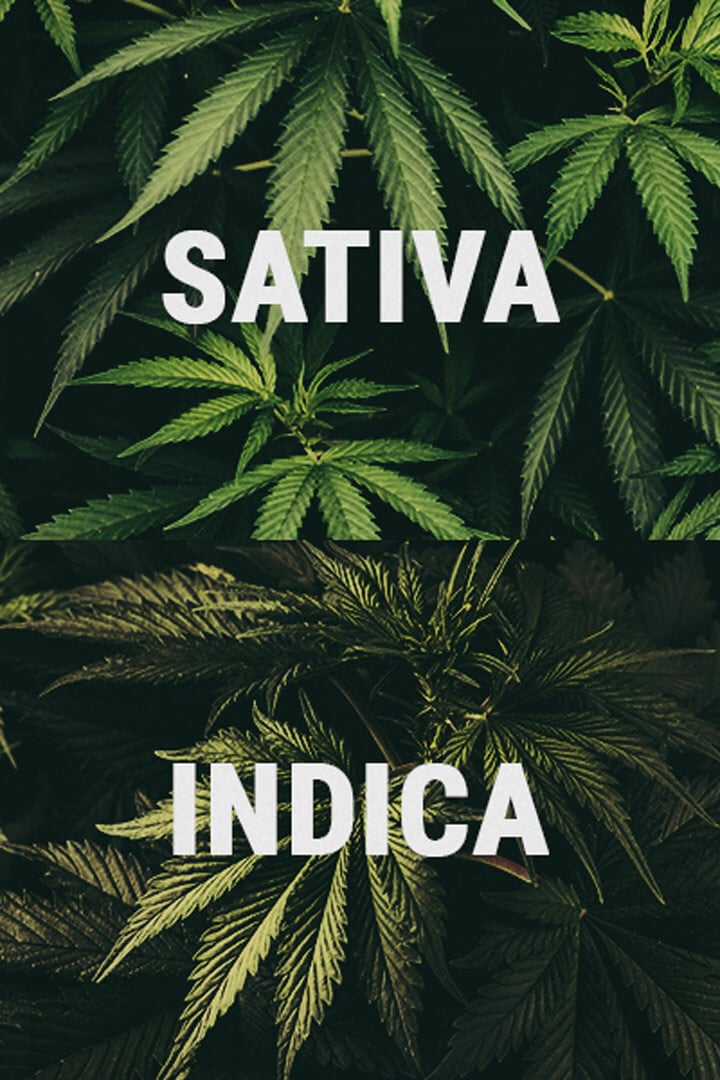 Sativa and Indica Cannabis Plants Sativa and Indica Cannabis Plants