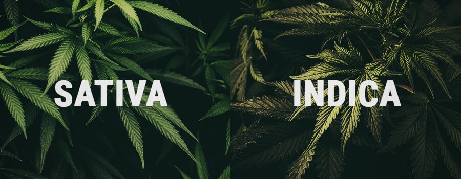 Sativa and Indica Cannabis Plants